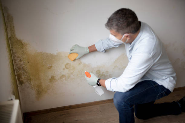 Best Biohazard Mold Removal  in Brookside Village, TX
