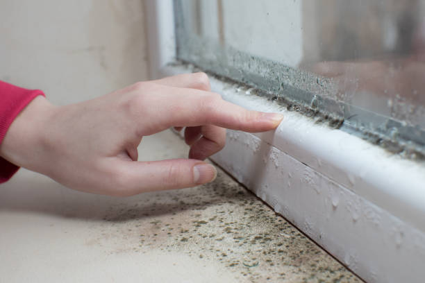 Best Mold Odor Removal Services  in Brookside Village, TX